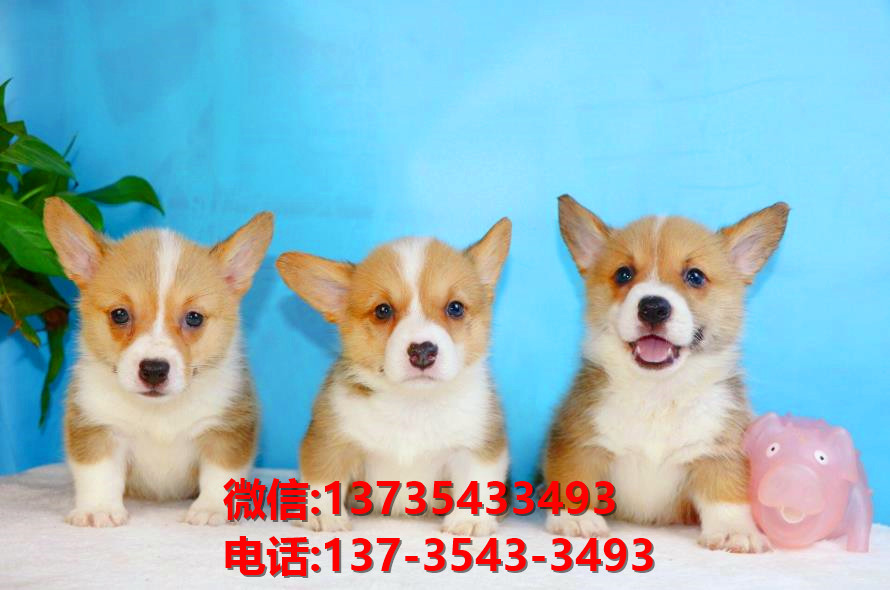 长治宠物狗狗犬舍出售纯种柯基犬卖狗买狗地方