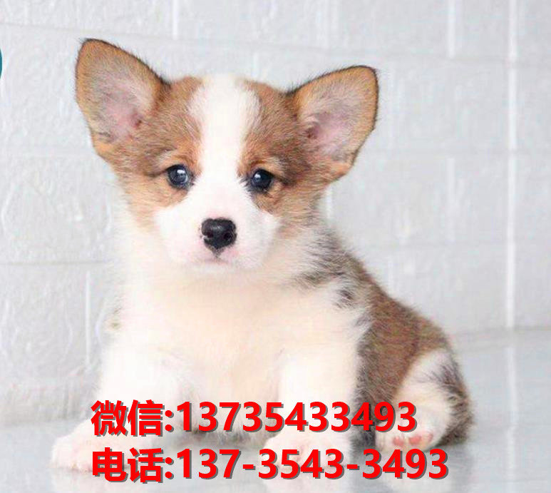 承德宠物狗犬舍出售纯种柯基犬幼犬卖狗买狗地