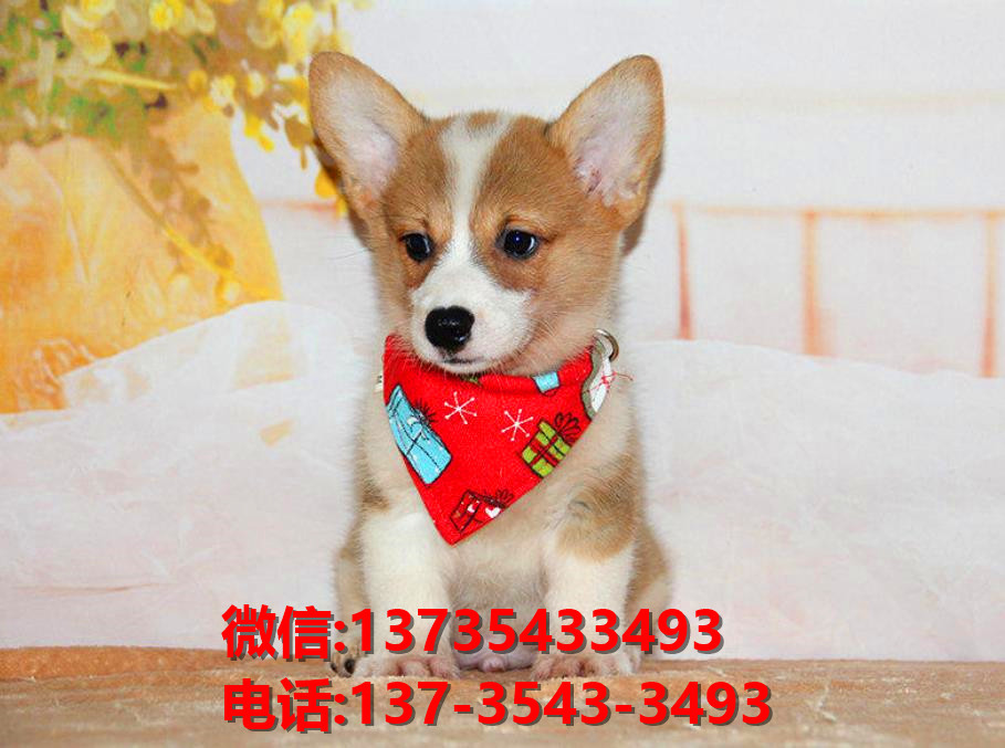 临汾宠物狗狗犬舍出售纯种柯基犬幼犬卖狗买狗地方哪有狗市场