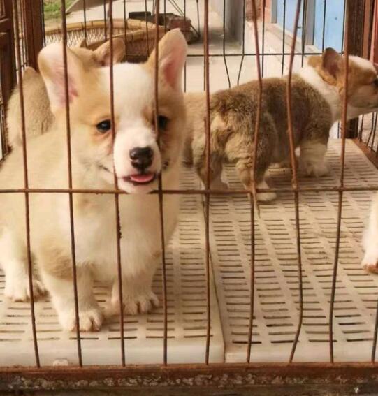 楚雄禄丰狗场常年出售纯种柯基犬