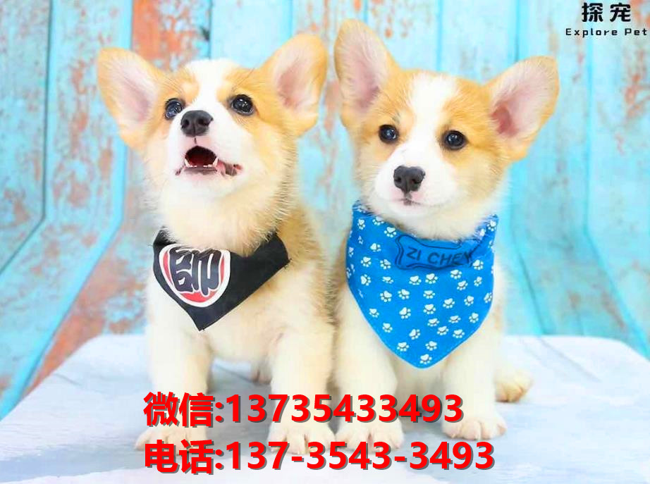 吉安宠物狗犬舍领养柯基犬网上哪里有卖狗买狗