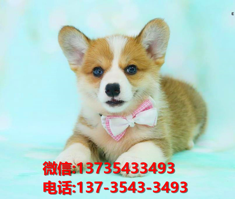 淄博宠物狗犬舍领养纯种柯基网上卖狗买狗网站出售哪里有狗市场