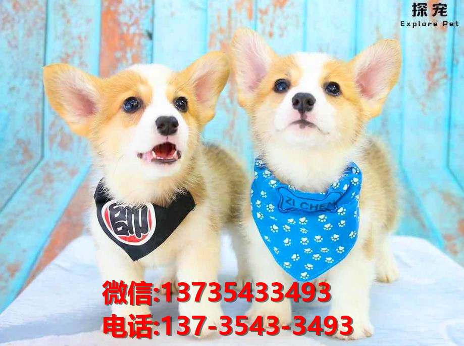 福州宠物狗狗犬舍出售纯种柯基犬幼犬卖狗地方在哪里卖狗有狗市场