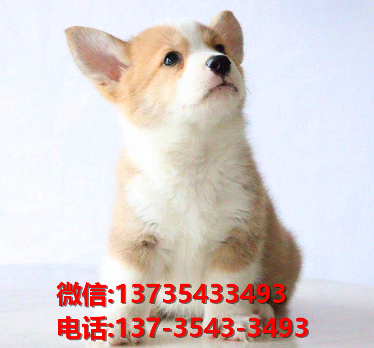 铜陵宠物狗狗犬舍出售纯种柯基幼犬卖狗买狗地方在哪里有狗市场
