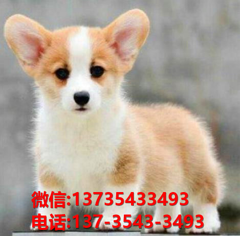 日照宠物狗犬舍出售纯种柯基犬网上卖狗买狗地方在哪有狗市场网站