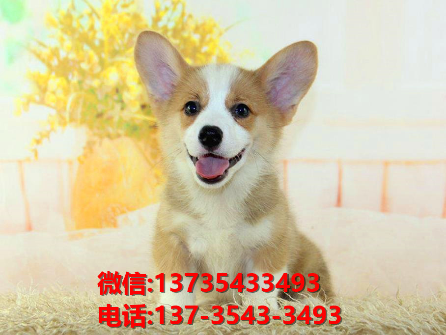 铜陵宠物狗狗犬舍出售纯种柯基幼犬卖狗买狗地方在哪里有狗市场