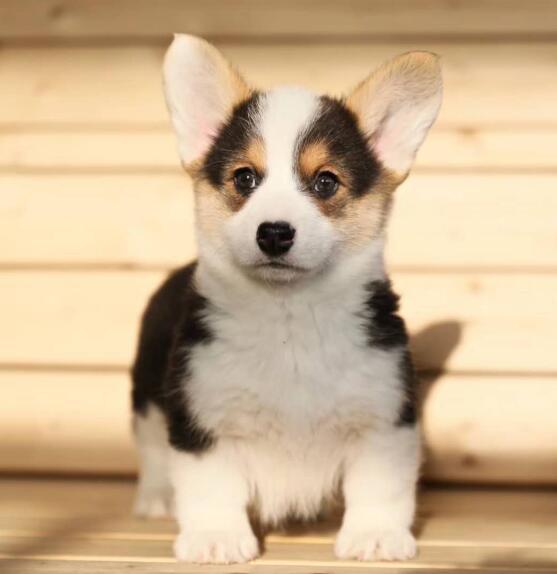 文山本地柯基犬多少钱一只文山出售柯基小狗包