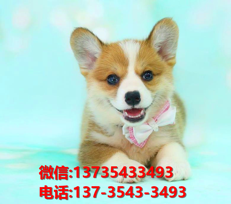 淄博宠物狗犬舍领养纯种柯基网上卖狗买狗网站出售哪里有狗市场