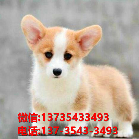 淮南宠物狗狗犬舍出售纯种柯基犬幼犬卖狗买狗