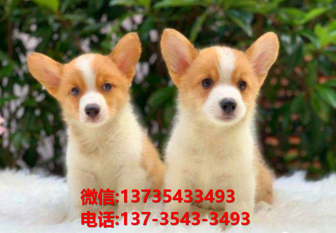 铜陵宠物狗狗犬舍出售纯种柯基幼犬卖狗买狗地