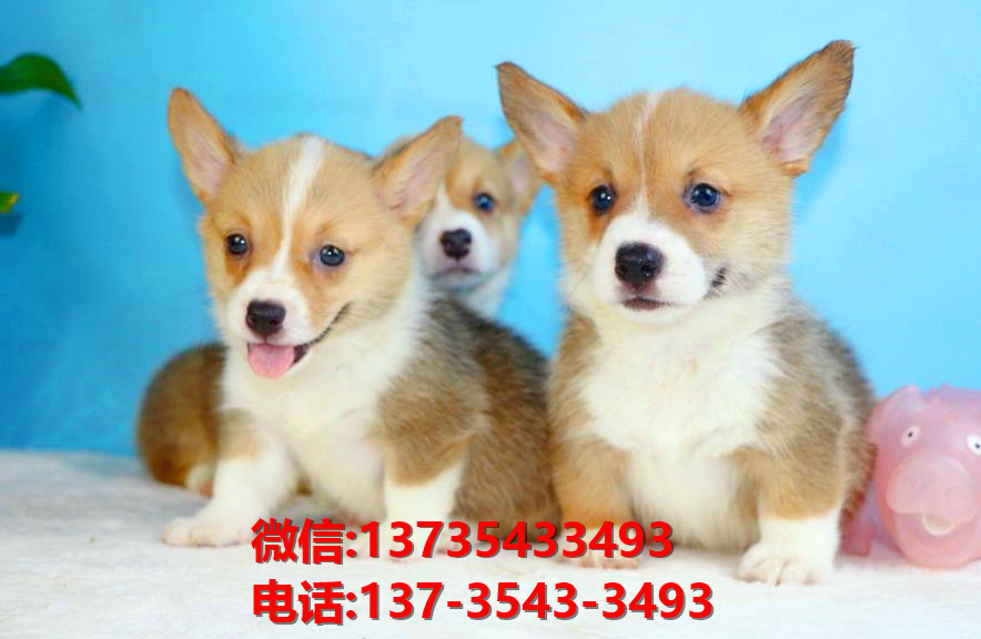 日照宠物狗犬舍出售纯种柯基犬网上卖狗买狗地方在哪有狗市场网站