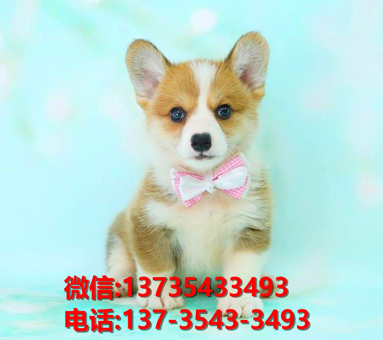 聊城宠物狗犬舍领养纯种柯基幼犬网上卖狗买狗