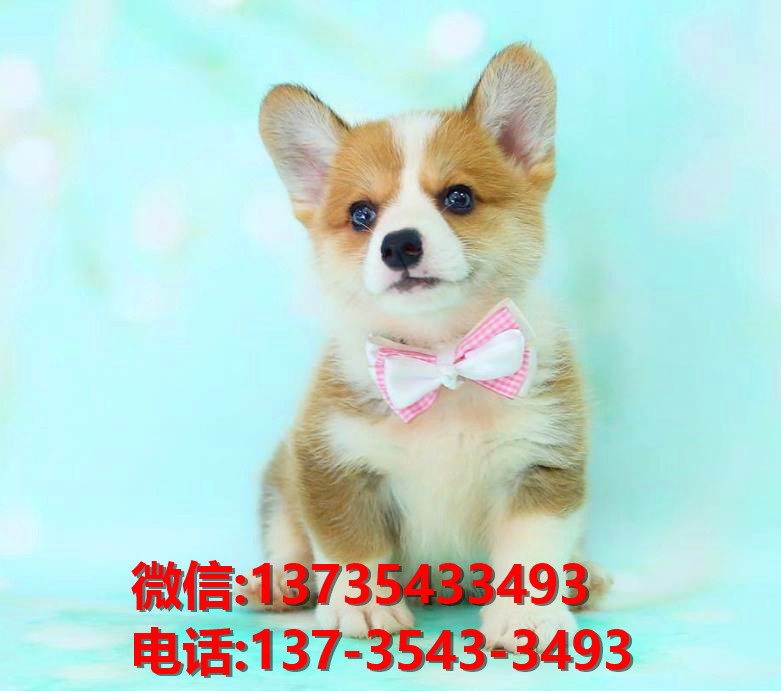 黄山宠物狗狗犬舍出售纯种柯基幼犬卖狗买狗地方在哪里有狗市场