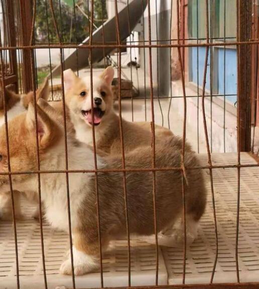 楚雄元谋本地狗场的柯基犬包纯种健康