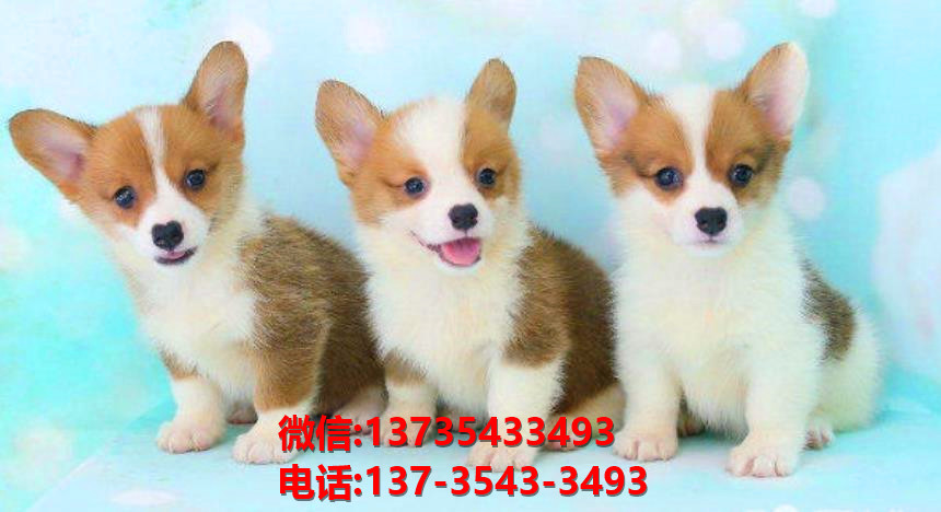 荆门宠物狗犬舍出售纯种柯基幼犬卖狗买狗网站