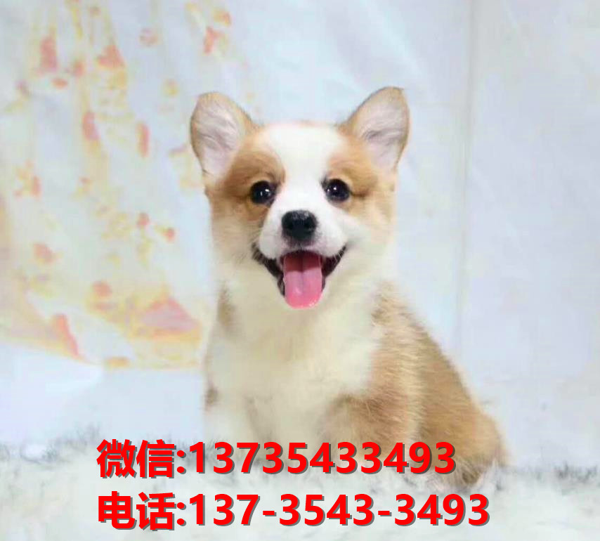 益阳宠物狗犬舍出售纯种柯基犬网上买狗卖布狗网站在哪有狗市场