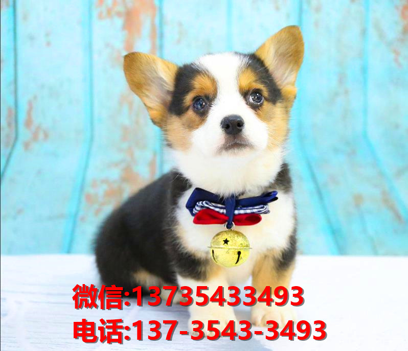 防城港宠物狗犬舍出售纯种三色柯基犬网上买狗