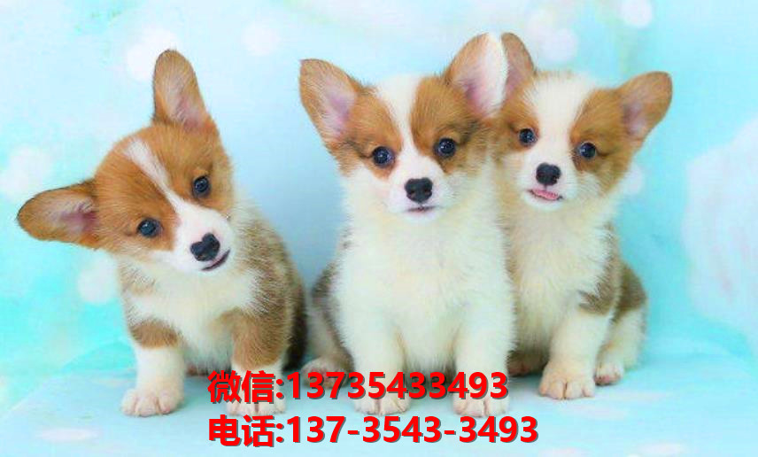 菏泽宠物狗犬舍出售纯种柯基幼犬网上买狗卖狗