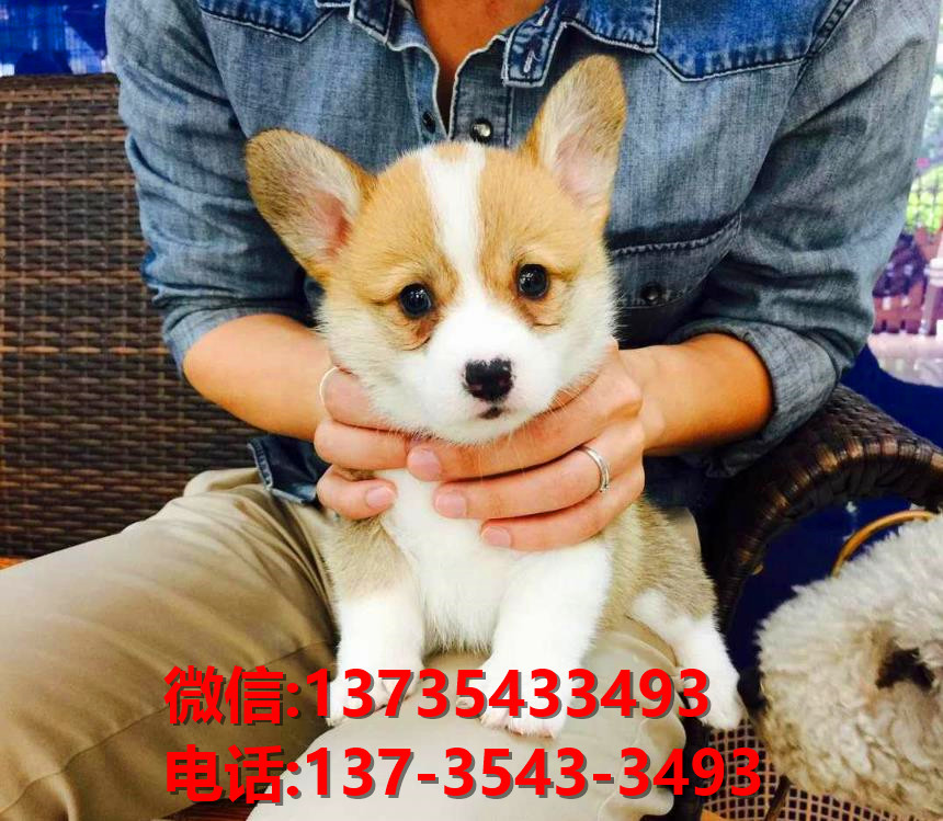 许昌宠物狗犬舍出售纯种柯基犬卖狗买狗地方在