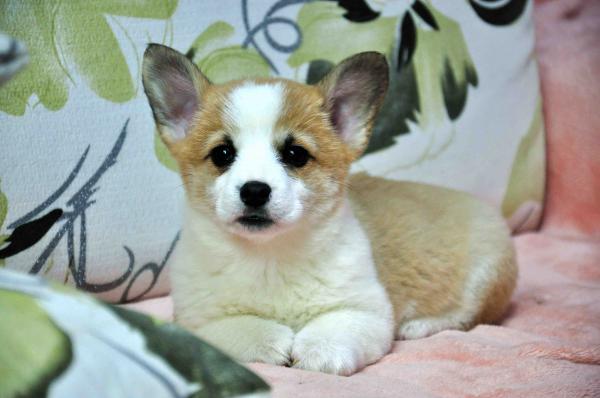 兴义买柯基 养犬基地出售柯基欢迎联生活经验