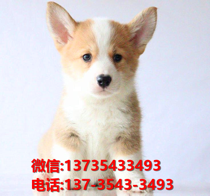 益阳宠物狗犬舍出售纯种柯基犬网上买狗卖布狗网站在哪有狗市场