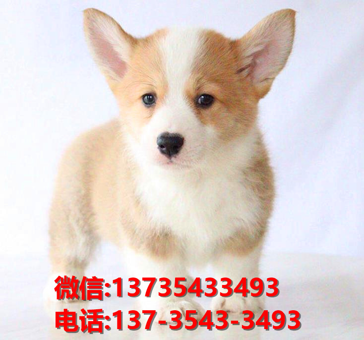 漯河宠物狗犬舍出售纯种柯基犬网上买狗卖狗地方在哪有狗市场