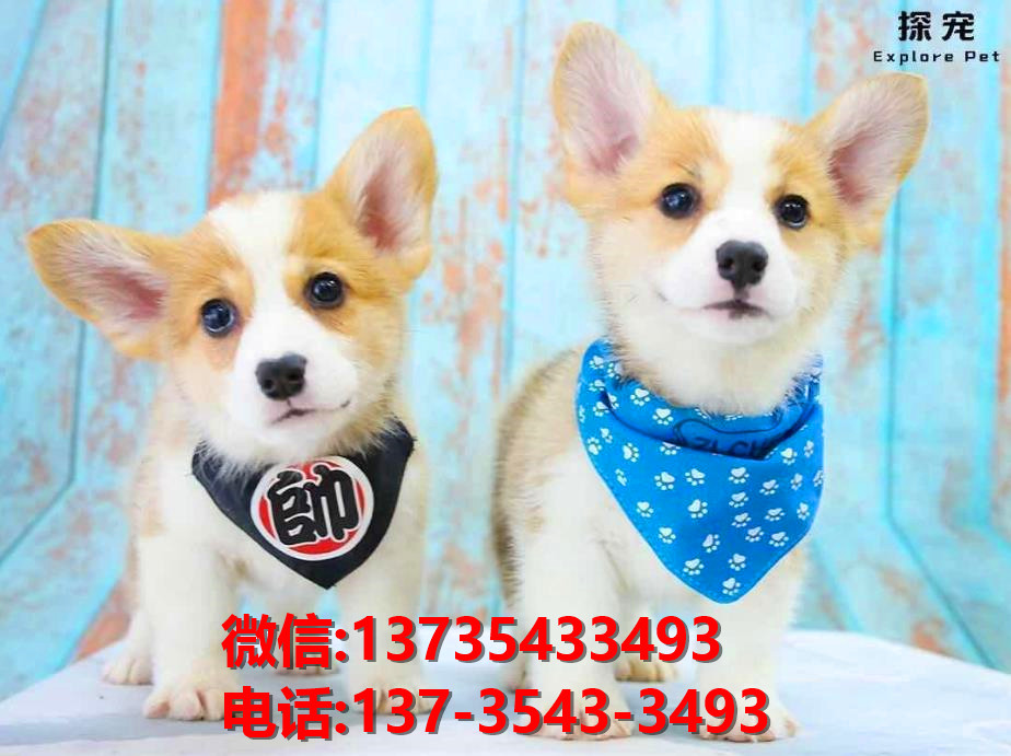 河池宠物狗犬舍出售纯种柯基犬卖狗买狗地方在