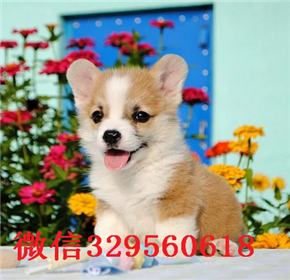   沈阳哪里有卖柯基 纯种柯基价格多少柯基图片柯基犬舍