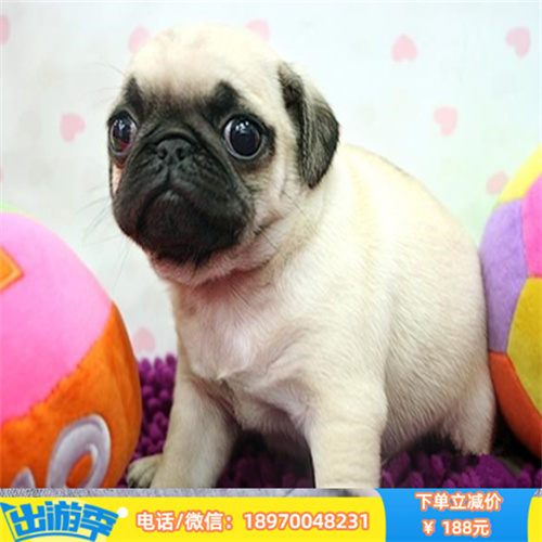 深圳哪里有纯种柯基犬出售 深圳宠物店