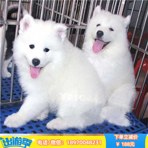 深圳哪里有纯种柯基犬出售 深圳宠物店