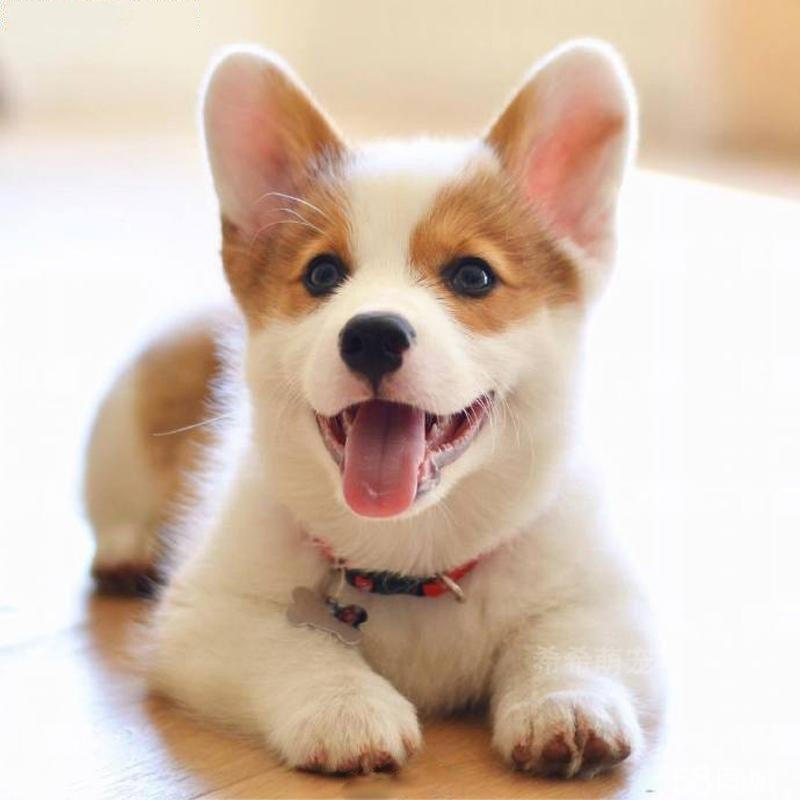 红河弥勒县买柯基请进 狗场常年出售小柯基犬