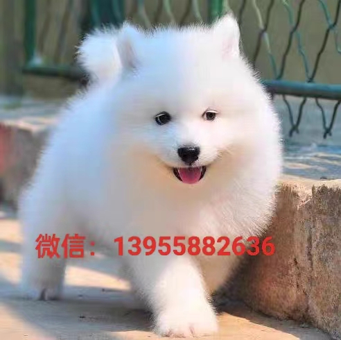 南京萨摩犬出售纯种萨摩幼犬 南京狗场出售萨摩 南京出售萨摩