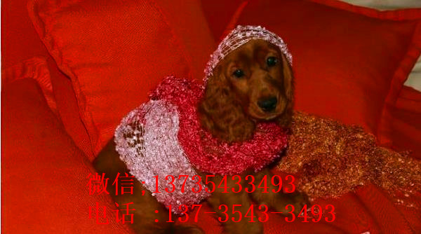 哈尔滨宠物狗狗犬舍出售纯种可卡幼犬 买狗卖狗领养狗狗