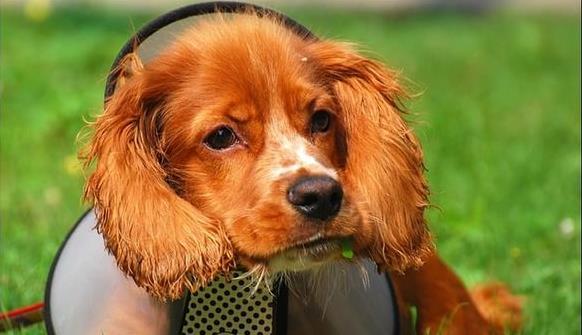 沈阳宠物狗狗犬舍出售纯种可卡幼犬 买狗卖狗
