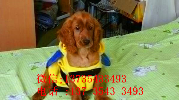 石家庄宠物狗狗犬舍出售纯种可卡幼犬 买狗卖狗领养狗狗