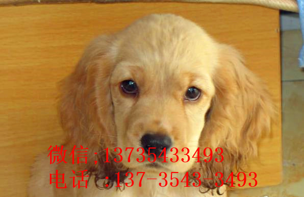 哈尔滨宠物狗狗犬舍出售纯种可卡幼犬 买狗卖狗领养狗狗