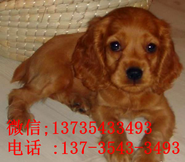 福州宠物狗狗犬舍出售纯种可卡幼犬 买狗卖狗领养狗狗