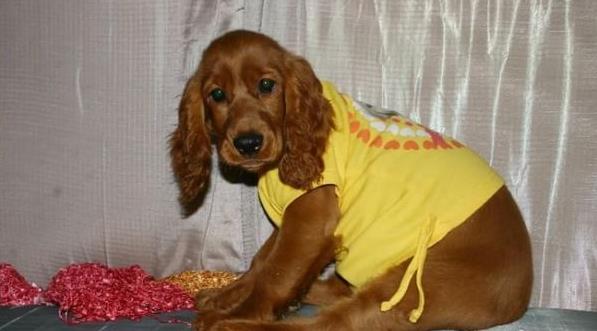 内蒙古宠物狗狗犬舍出售纯种可卡幼犬 买狗卖