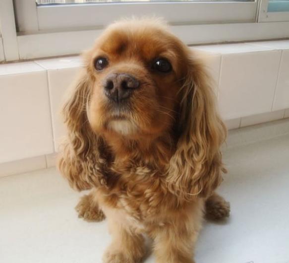 温州宠物狗狗犬舍出售纯种可卡幼犬 买狗卖狗