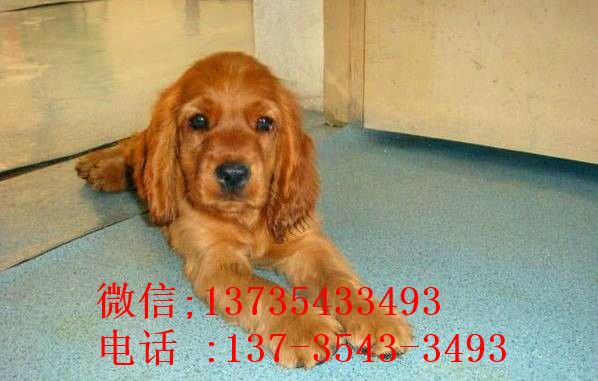 太原宠物狗狗犬舍出售纯种可卡幼犬 买狗卖狗领养狗狗