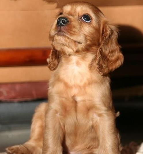 杭州宠物狗狗犬舍出售纯种可卡幼犬 买狗卖狗