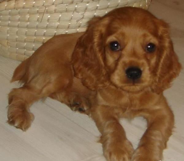 合肥宠物狗狗犬舍出售纯种可卡幼犬 买狗卖狗