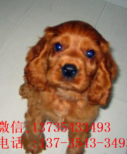 福州宠物狗狗犬舍出售纯种可卡幼犬 买狗卖狗领养狗狗