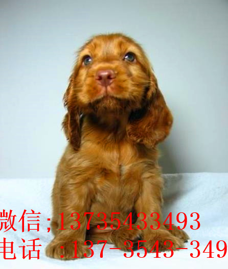 北京宠物狗狗犬舍出售纯种可卡幼犬 买狗卖狗领养狗狗