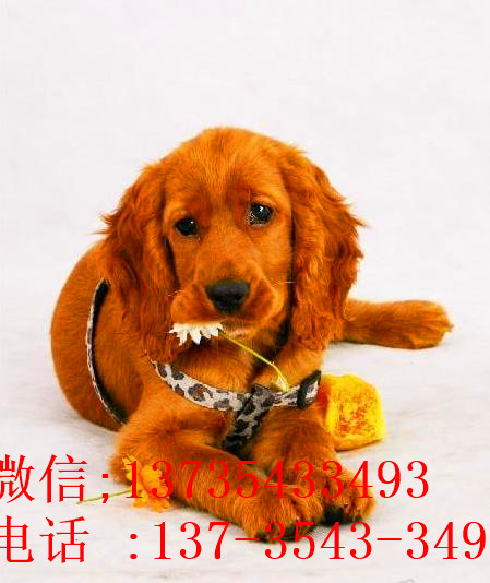 太原宠物狗狗犬舍出售纯种可卡幼犬 买狗卖狗领养狗狗