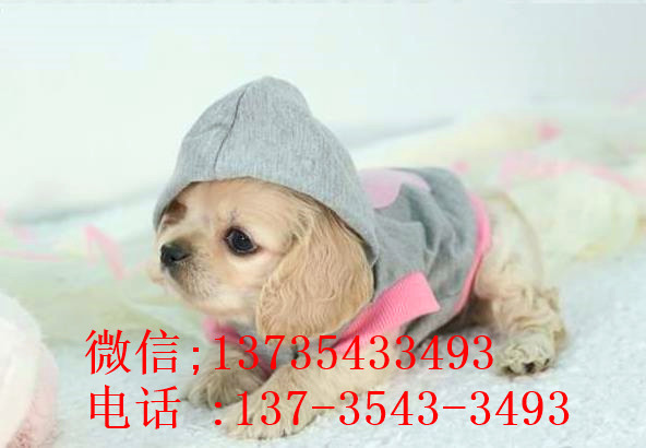 苏州宠物狗狗犬舍出售纯种可卡幼犬 买狗卖狗