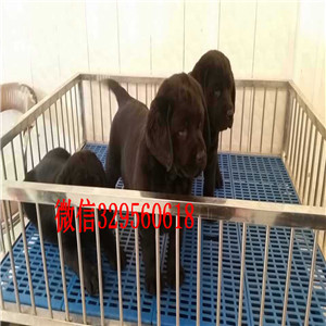 潍坊出售纯种赛级双血统拉布拉多精品拉布拉多犬神犬小七拉布拉多
