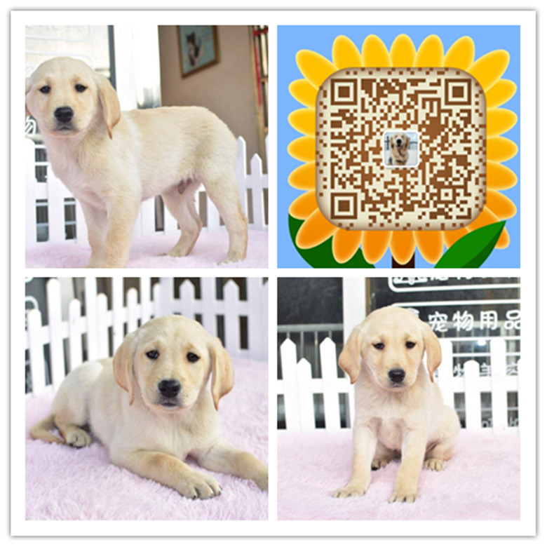 武汉哪里有卖狗的 武汉哪里有狗场 武汉哪里有