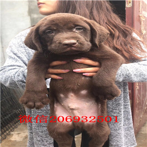 小七同款拉布拉多 武汉顶级正规繁育基地直销 