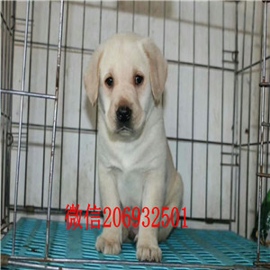 福州聪明看家拉布拉多犬 毛色靓品相极佳神犬